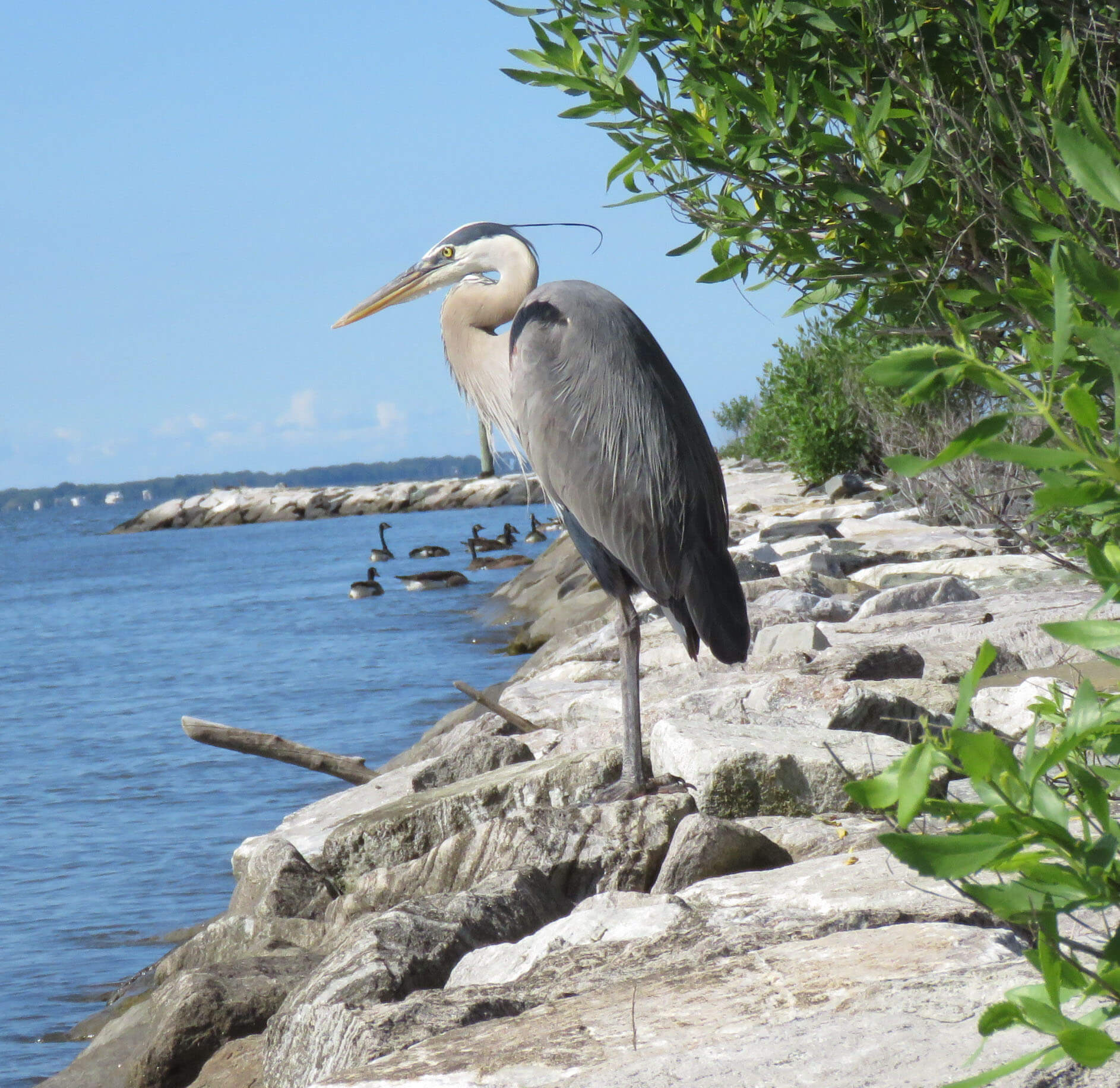 BLUE HERON